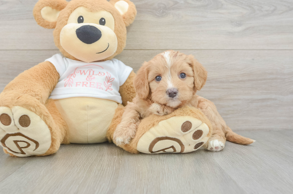 5 week old Cavapoo Puppy For Sale - Lone Star Pups