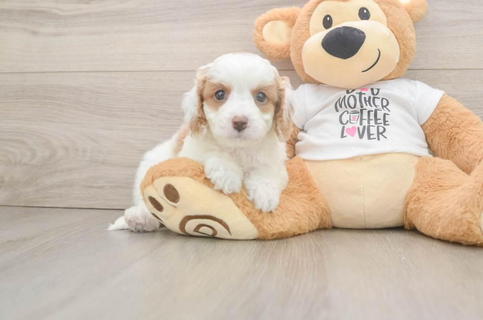 6 week old Cavapoo Puppy For Sale - Lone Star Pups