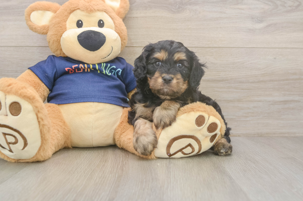 5 week old Cavapoo Puppy For Sale - Lone Star Pups