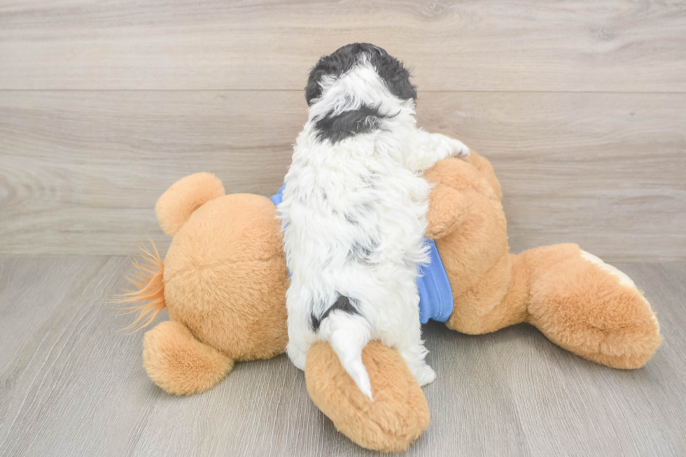 Smart Cavapoo Poodle Mix Pup