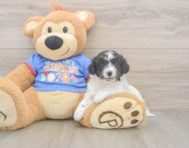 7 week old Cavapoo Puppy For Sale - Lone Star Pups