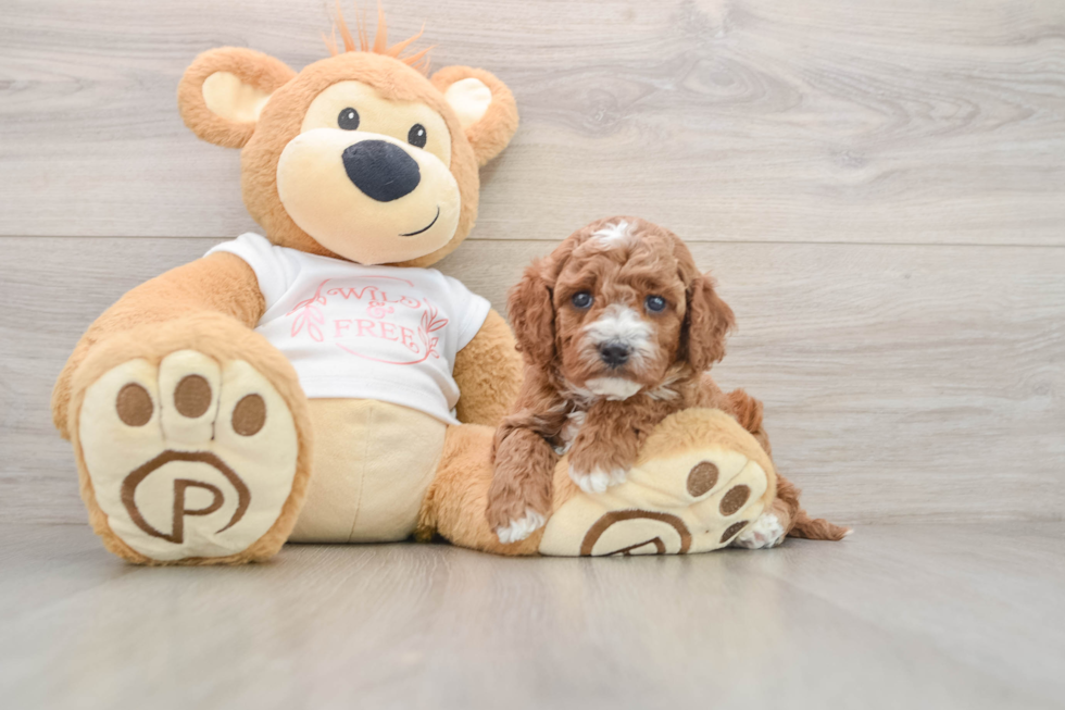 Energetic Cavoodle Poodle Mix Puppy