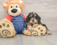 9 week old Cavapoo Puppy For Sale - Lone Star Pups