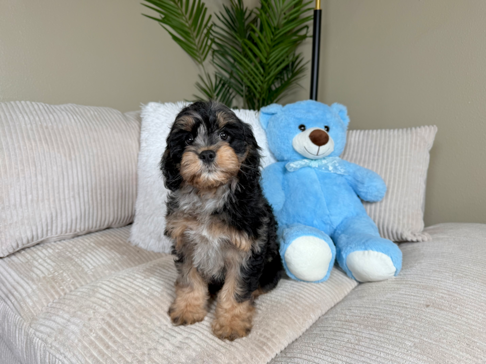 Cavapoo Pup Being Cute