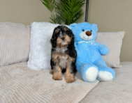10 week old Cavapoo Puppy For Sale - Lone Star Pups