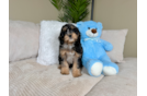 Cute Cavapoo Poodle Mix Pup