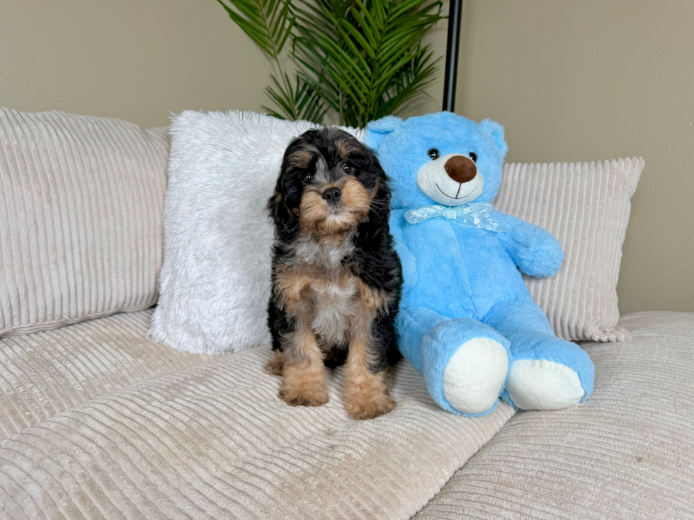 Cute Cavapoo Poodle Mix Pup