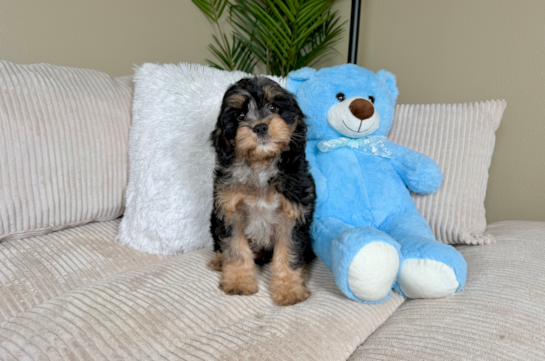 Cute Cavapoo Poodle Mix Pup