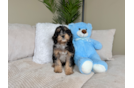 Cute Cavapoo Baby