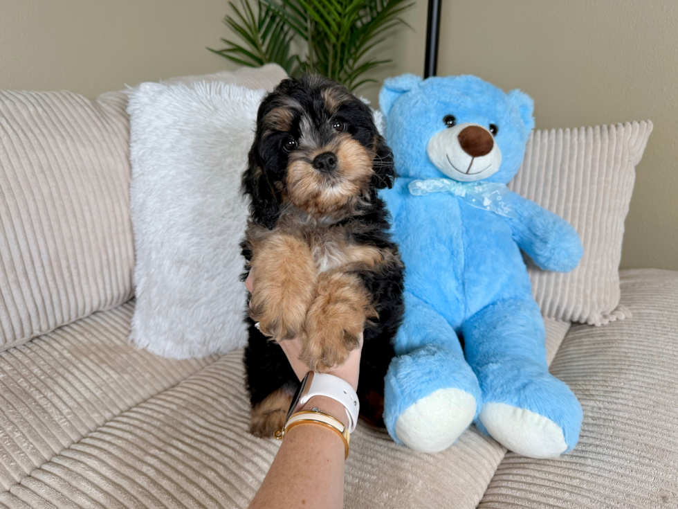 Cavapoo Pup Being Cute