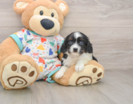 7 week old Cavapoo Puppy For Sale - Lone Star Pups