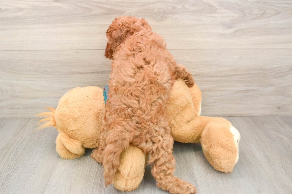 Energetic Cavoodle Poodle Mix Puppy