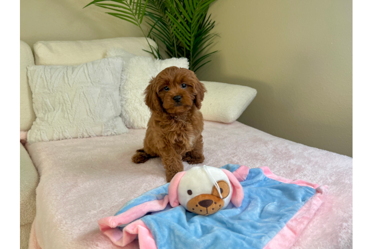 Best Cavapoo Baby