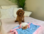 10 week old Cavapoo Puppy For Sale - Lone Star Pups