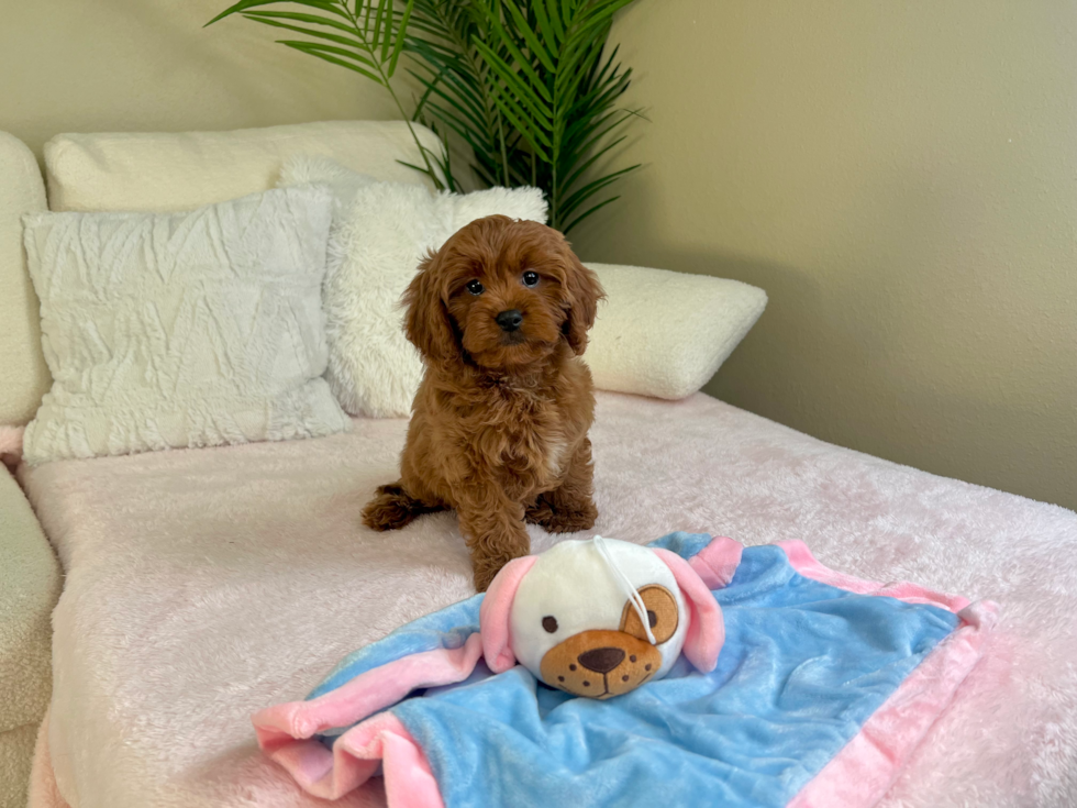 Best Cavapoo Baby