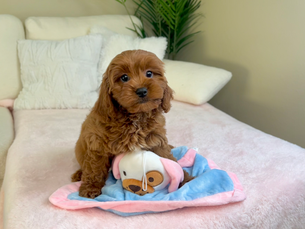 Cute Cavipoo Poodle Mix Puppy