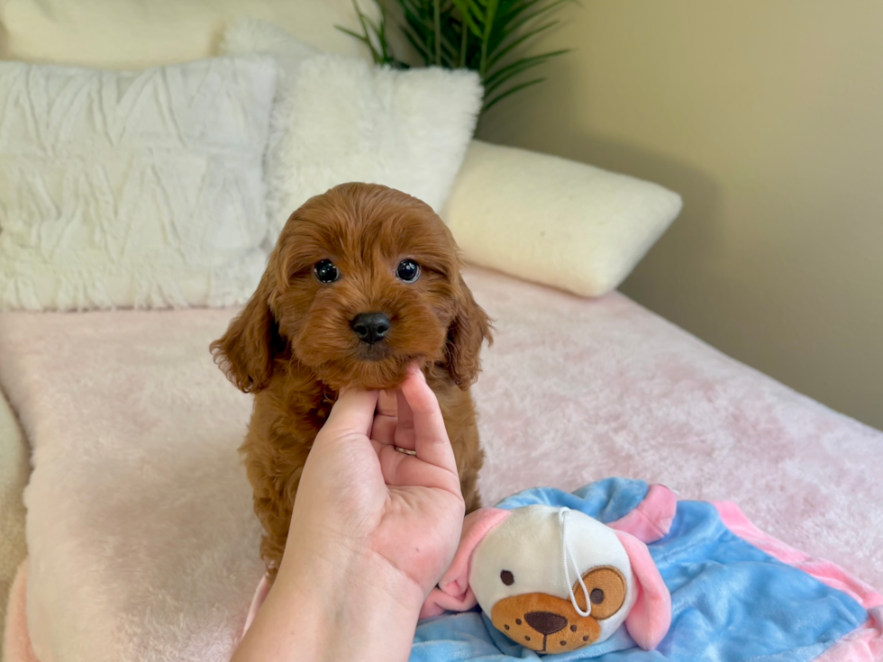 Best Cavapoo Baby