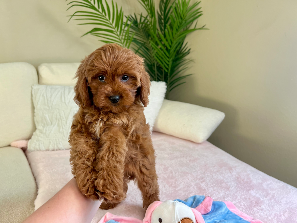 Cute Cavapoo Poodle Mix Pup