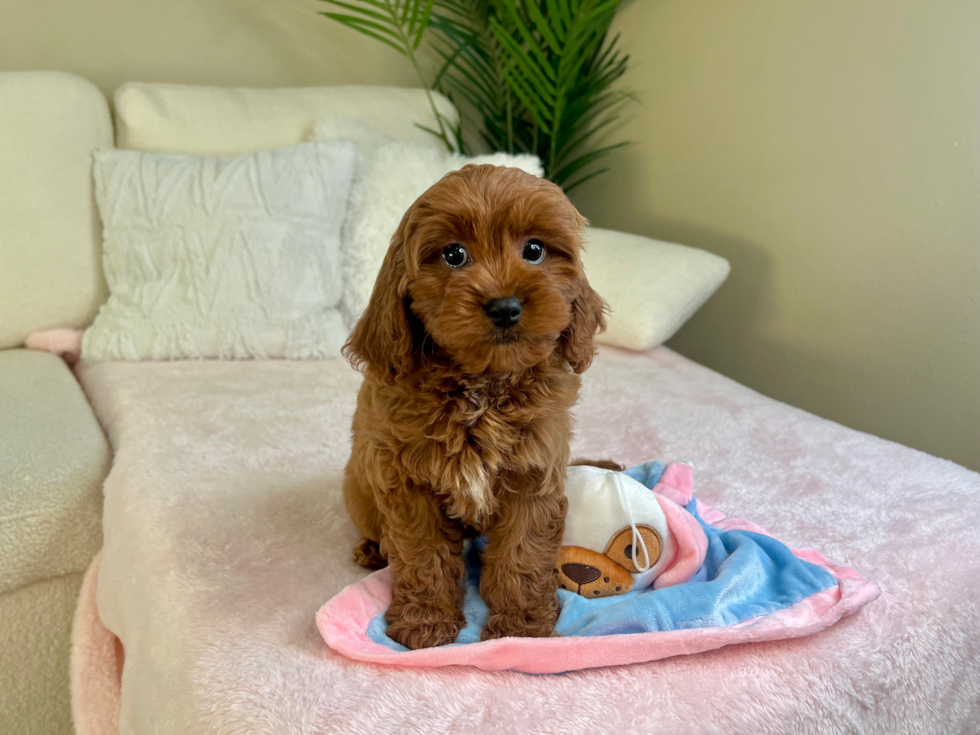 Cute Cavoodle Poodle Mix Puppy