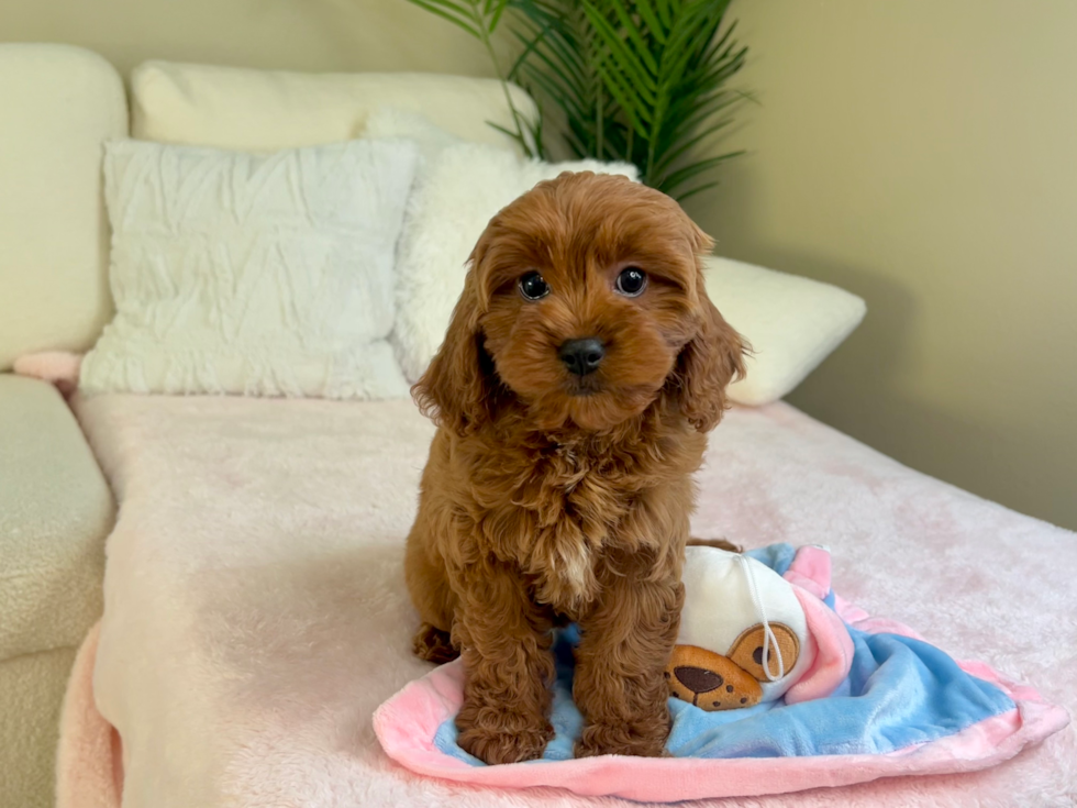 Cute Cavapoo Poodle Mix Pup