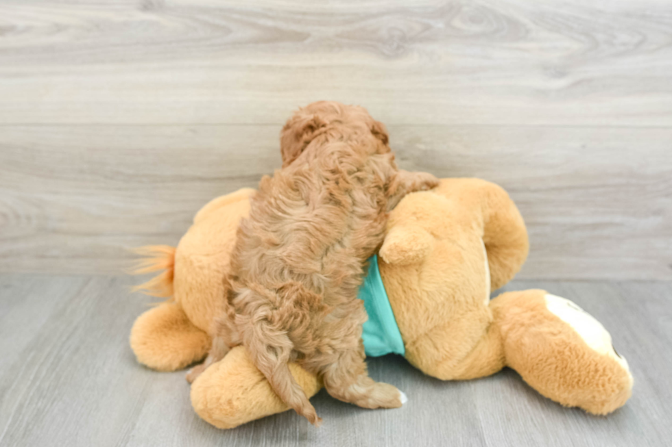 Cavapoo Pup Being Cute