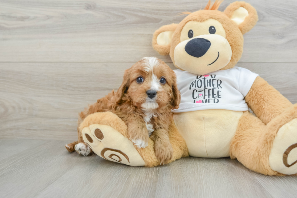 Playful Cavapoodle Poodle Mix Puppy