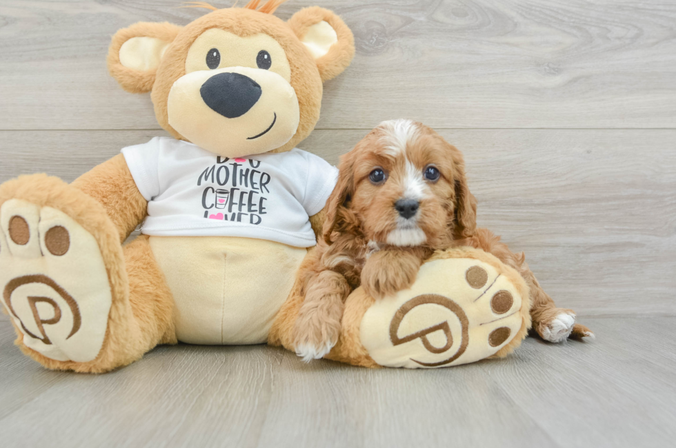 5 week old Cavapoo Puppy For Sale - Lone Star Pups