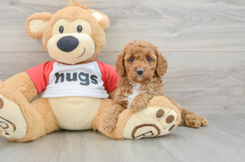 6 week old Cavapoo Puppy For Sale - Lone Star Pups