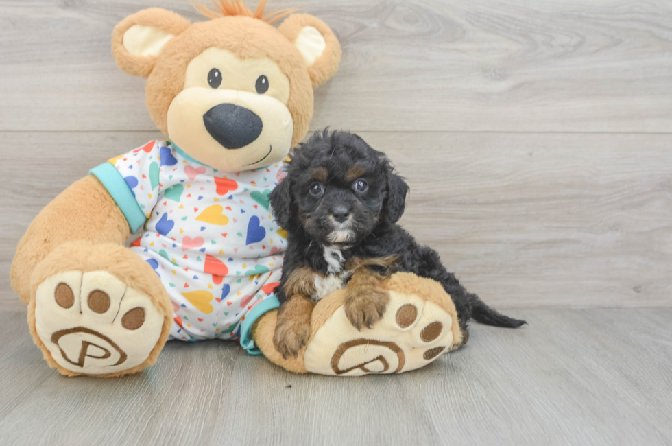 6 week old Cavapoo Puppy For Sale - Lone Star Pups