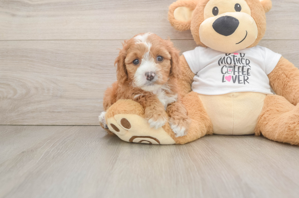 6 week old Cavapoo Puppy For Sale - Lone Star Pups