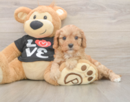 7 week old Cavapoo Puppy For Sale - Lone Star Pups