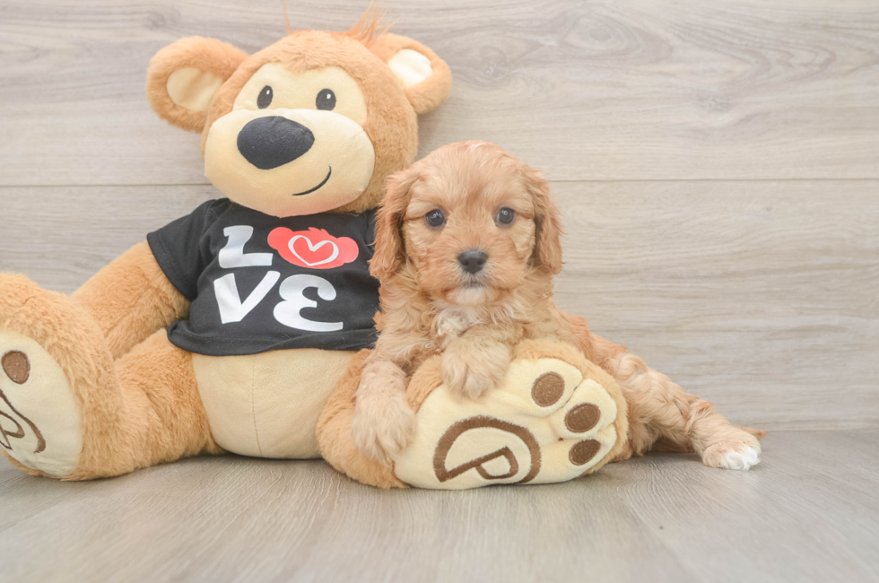 5 week old Cavapoo Puppy For Sale - Lone Star Pups