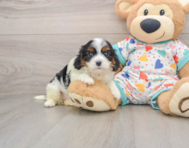 7 week old Cavapoo Puppy For Sale - Lone Star Pups