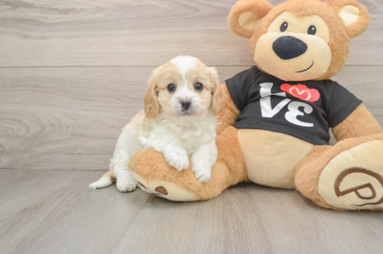 Cavapoo Puppy for Adoption