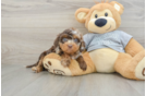 Cute Cavapoo Baby
