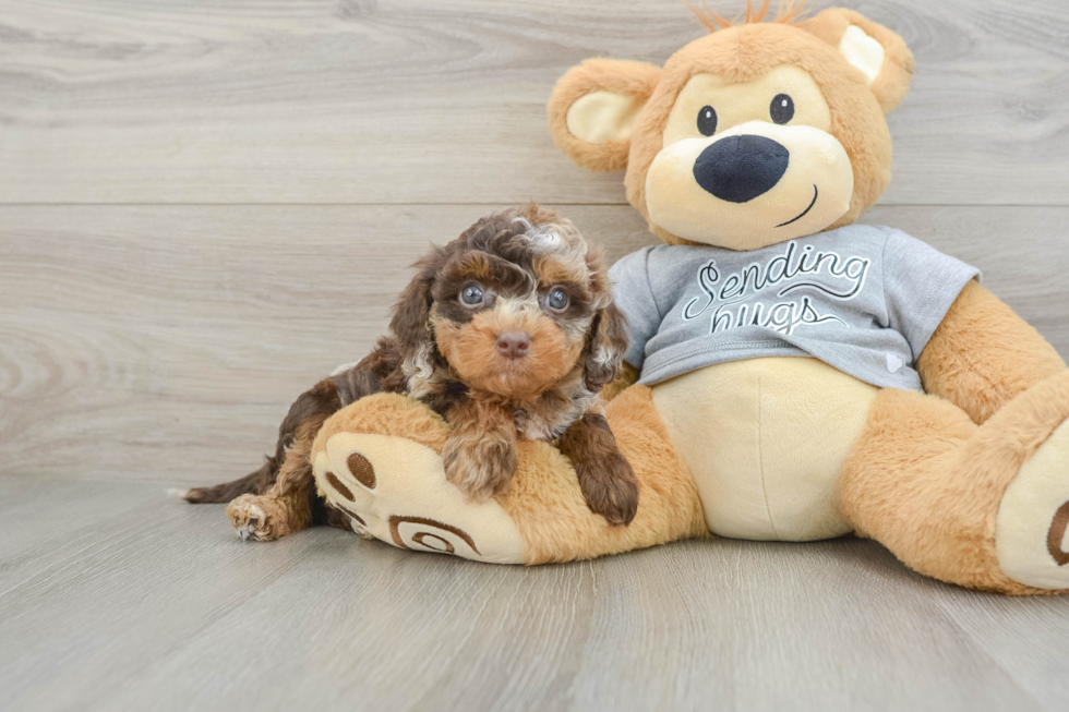 Cute Cavapoo Baby