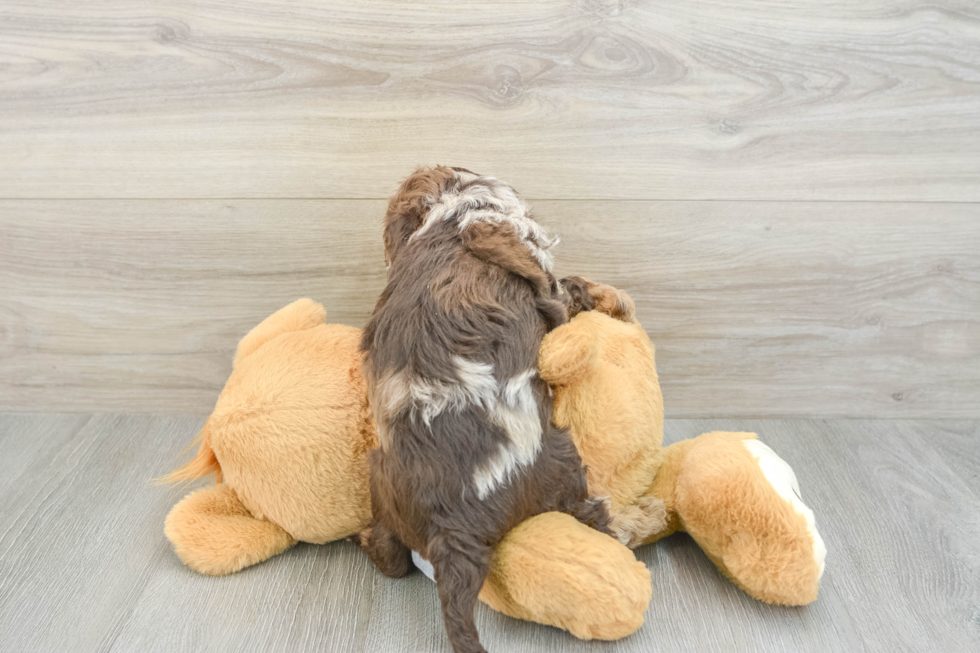 Best Cavapoo Baby