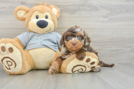 Playful Cavapoodle Poodle Mix Puppy