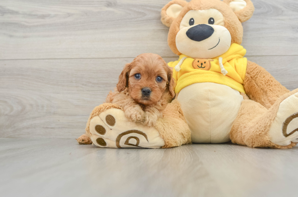 5 week old Cavapoo Puppy For Sale - Lone Star Pups