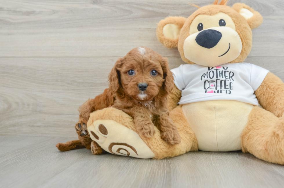 5 week old Cavapoo Puppy For Sale - Lone Star Pups