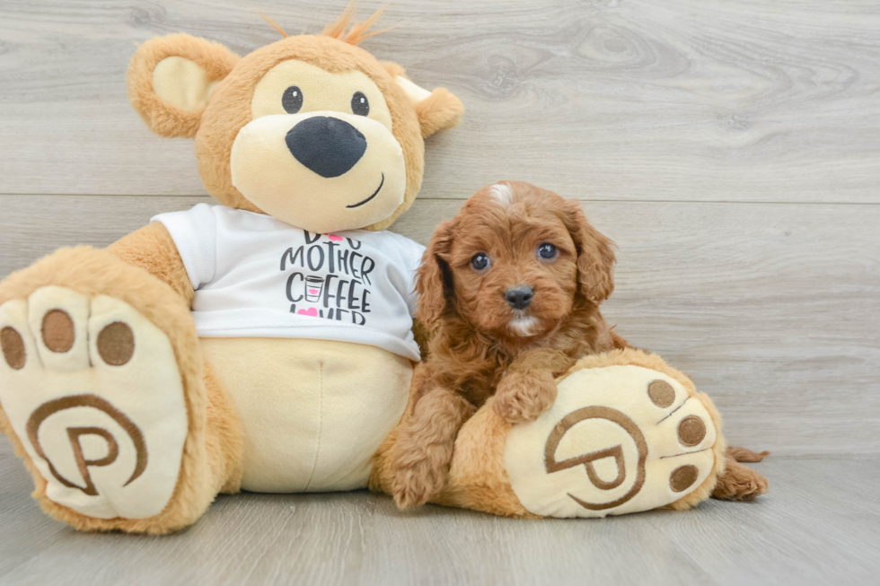 Best Cavapoo Baby