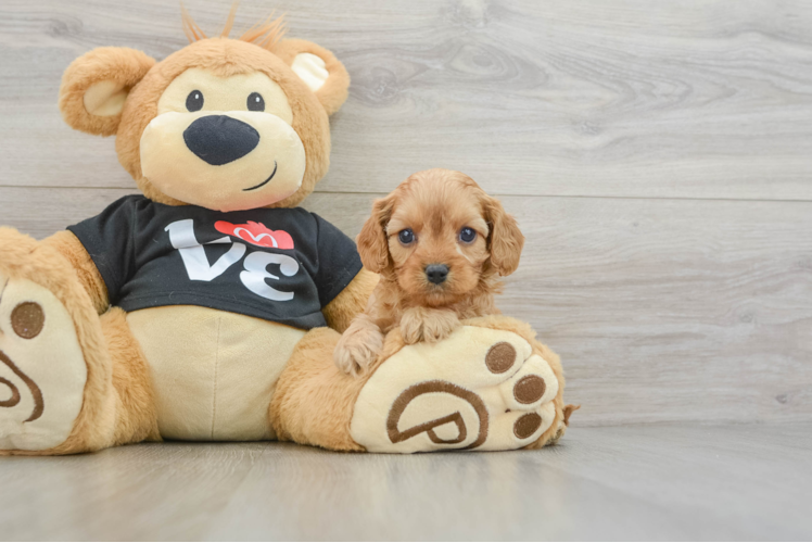 Best Cavapoo Baby