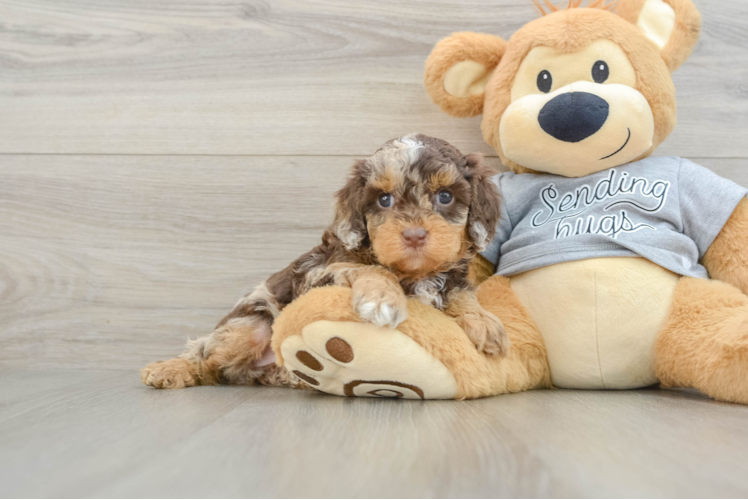 Cute Cavapoo Baby