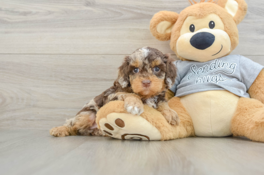 Cute Cavapoo Baby