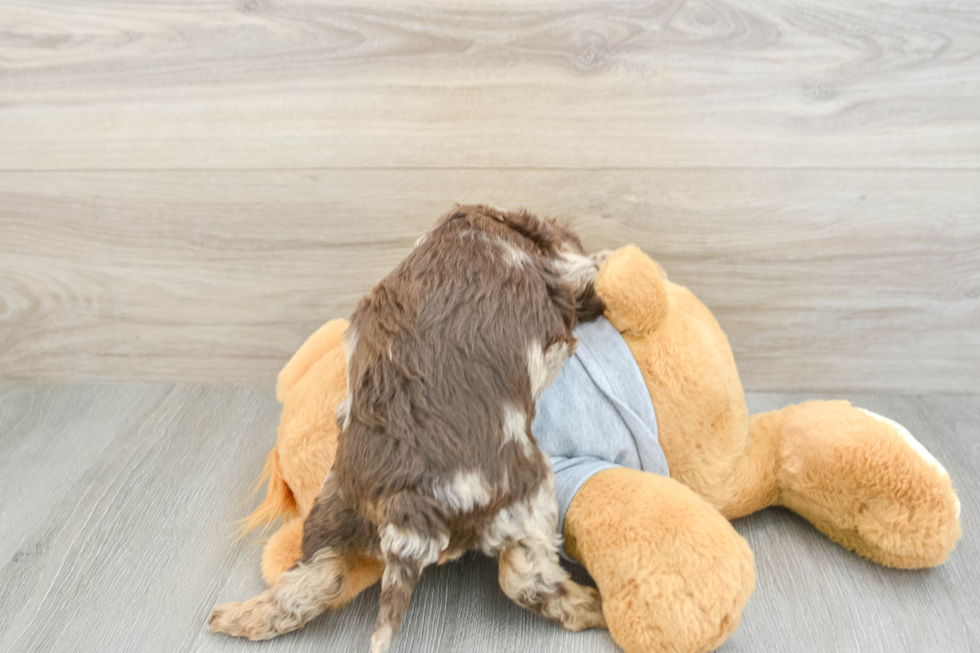 Best Cavapoo Baby