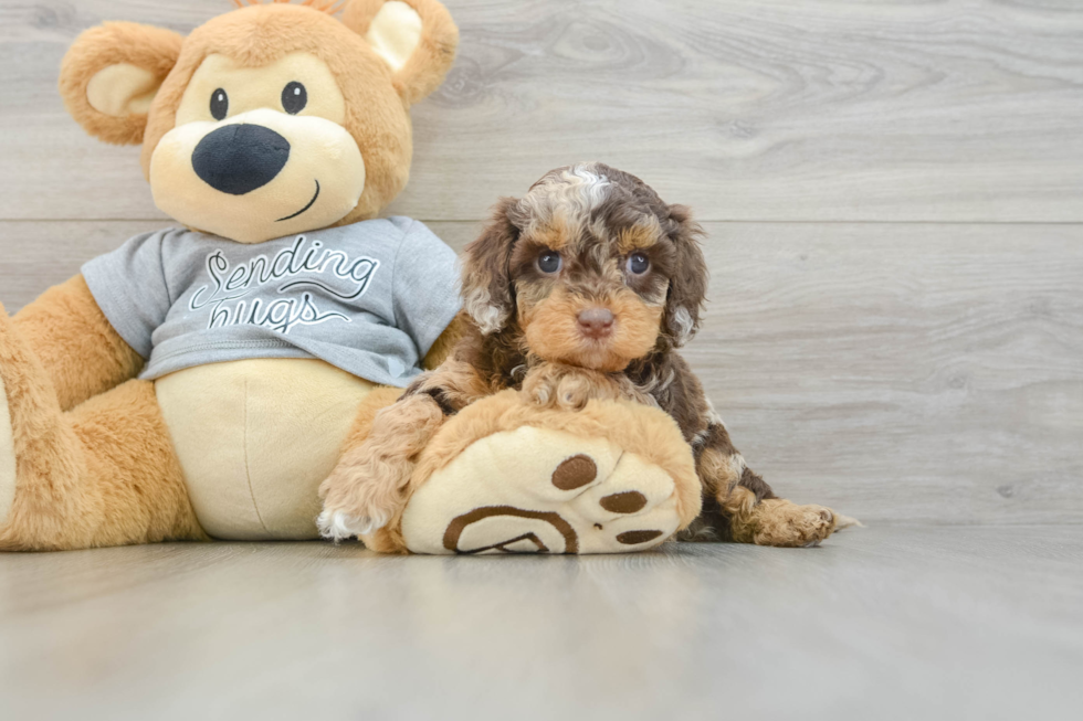 Cavapoo Pup Being Cute