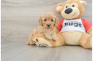 Cavapoo Pup Being Cute