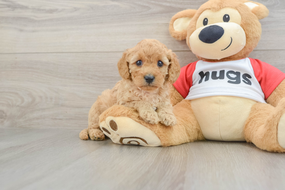 Cavapoo Pup Being Cute