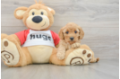 Best Cavapoo Baby