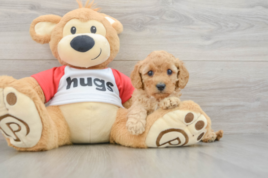 Best Cavapoo Baby